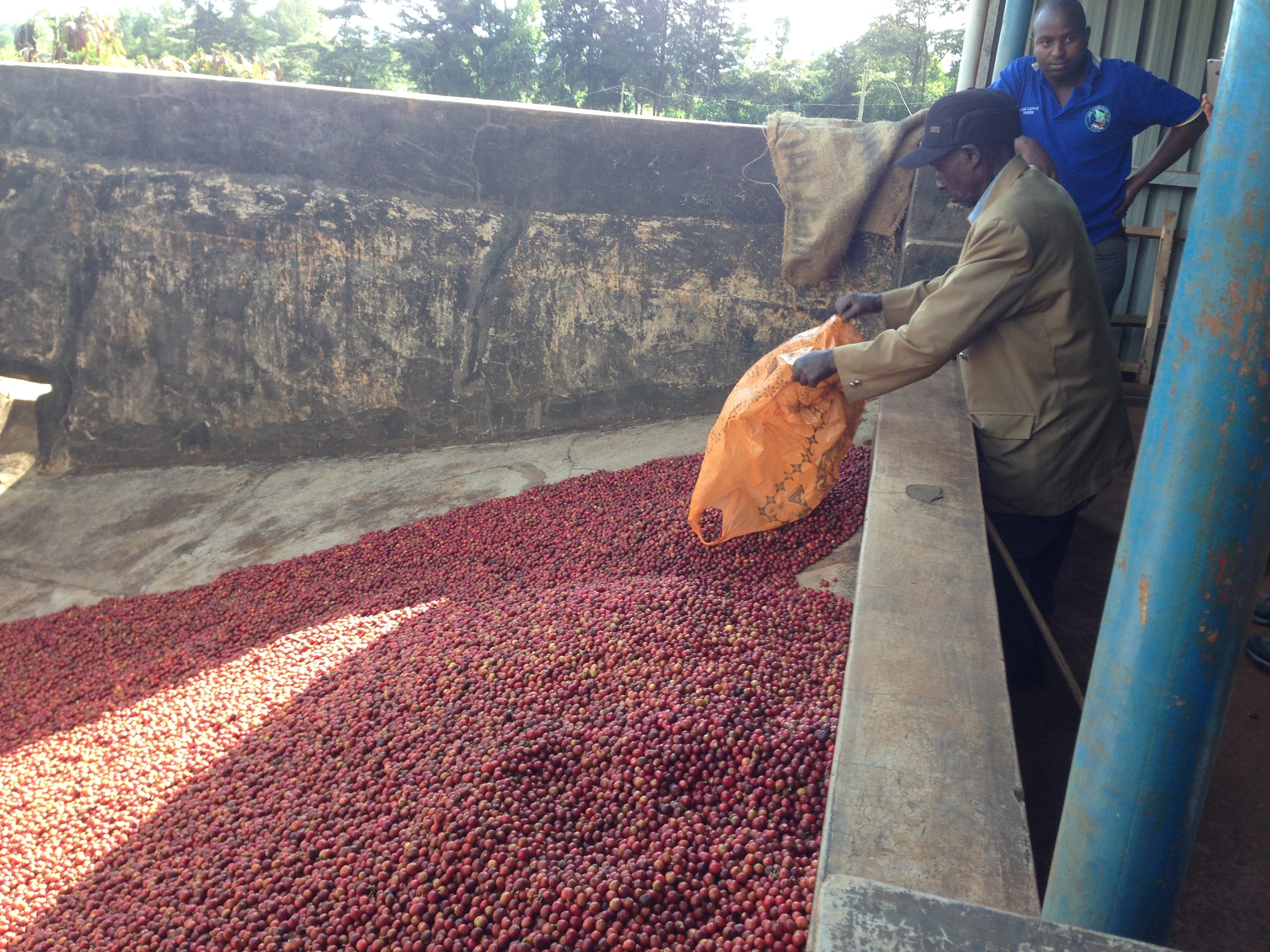 Caligo Nyeri Kenia Filterkaffee 250g Bohne beerig