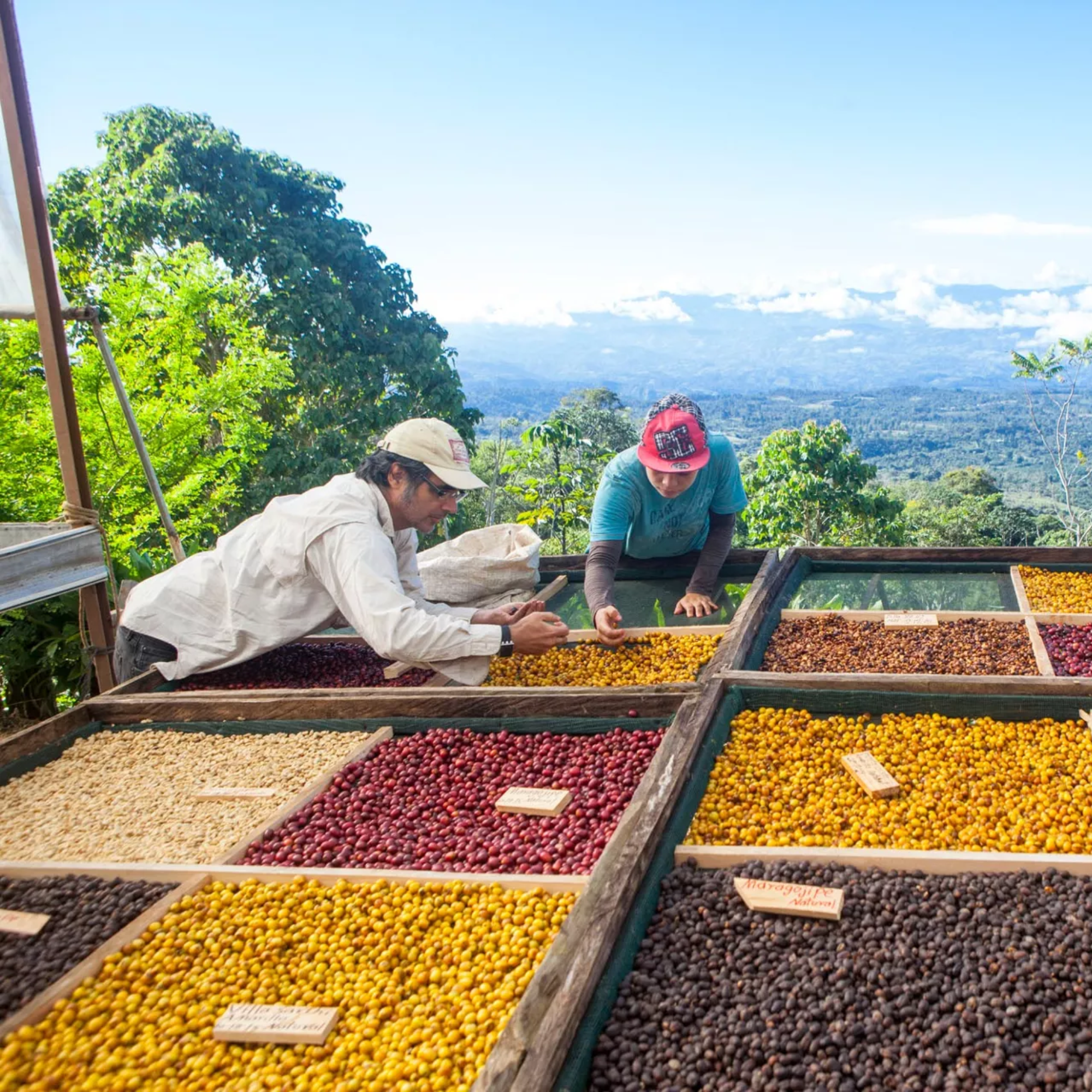 Mondo del Caffè Guatemala Suichitan Geisha Kaffee 200g Dose