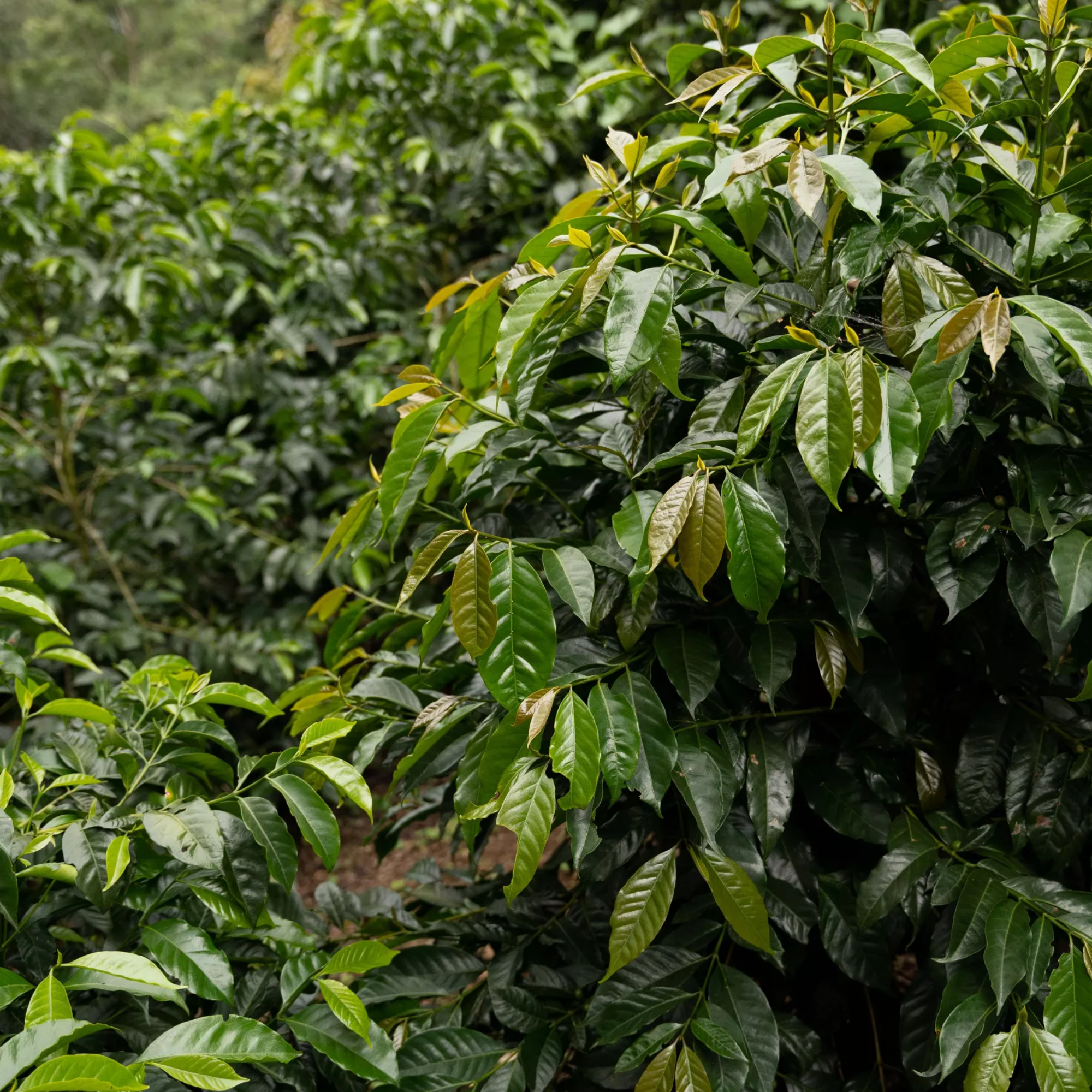 Mondo del Caffè Kaffees Guatemala Finca Gascon Geisha Kaffee limitiert