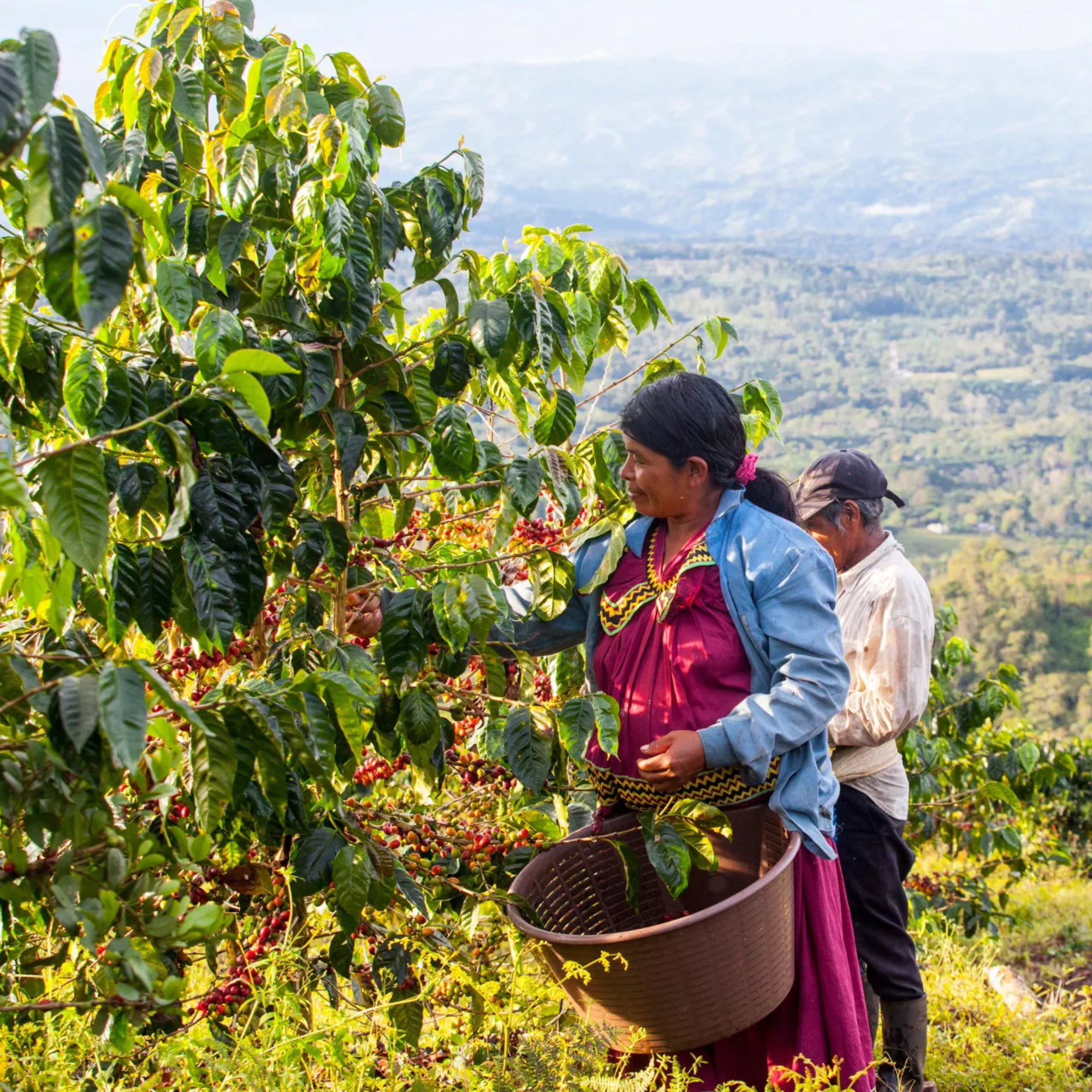 Mondo del Caffè Guatemala Suichitan Geisha Kaffee 200g Dose