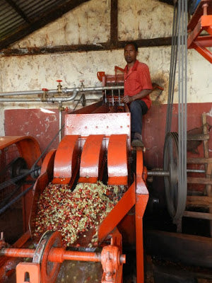 Caligo Nyeri Kenia Filterkaffee 250g Bohne beerig