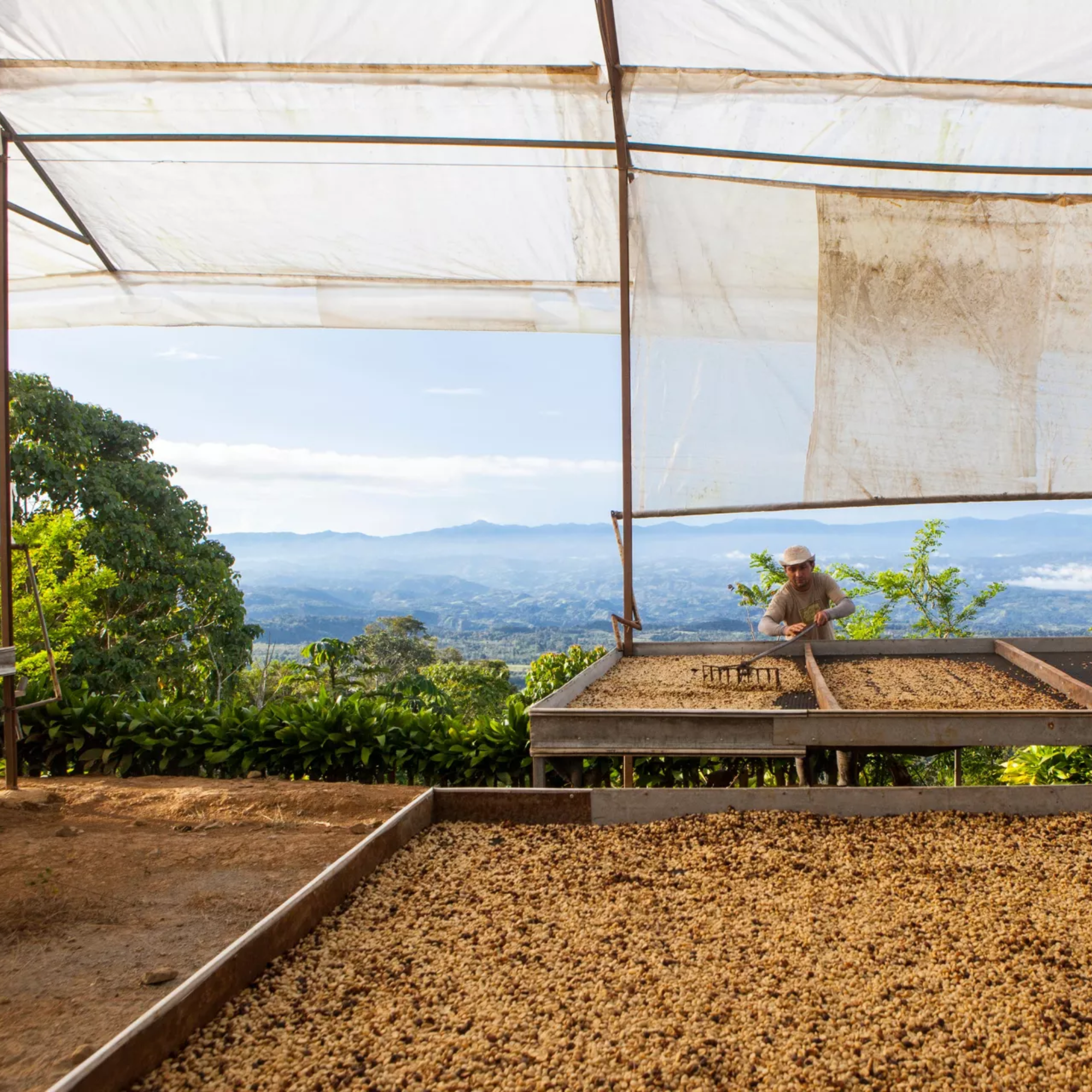Mondo del Caffè Guatemala Suichitan Geisha Kaffee 200g Dose