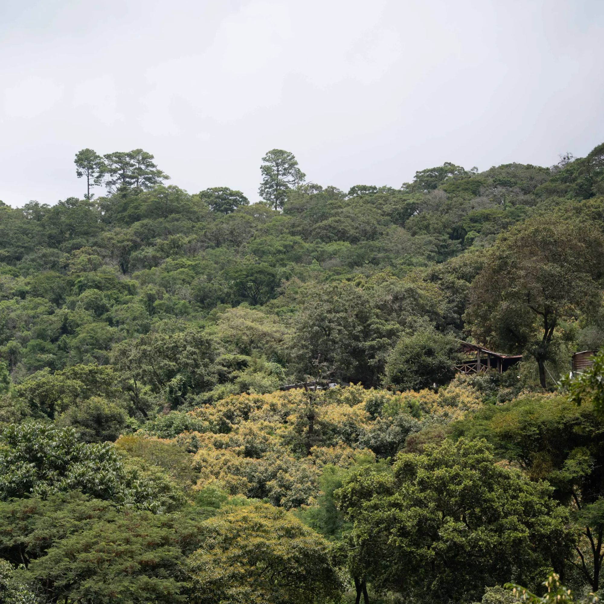 Mondo del Caffè Kaffees Guatemala Finca Gascon Geisha Kaffee limitiert