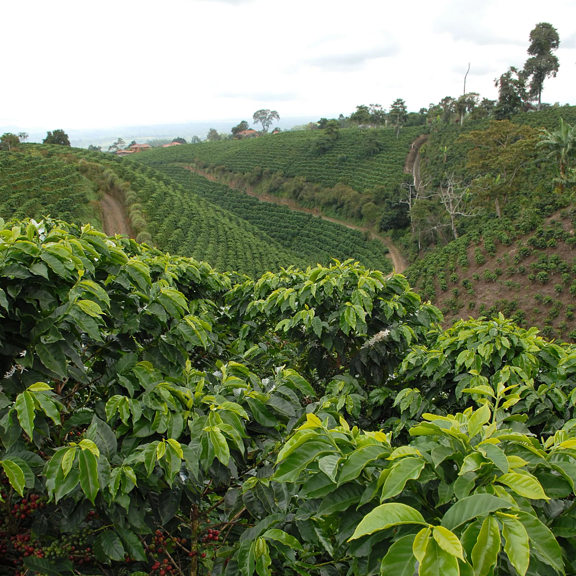 Kolumbien Pink Bourbon Kaffee Buenos Aires 200 g Dose