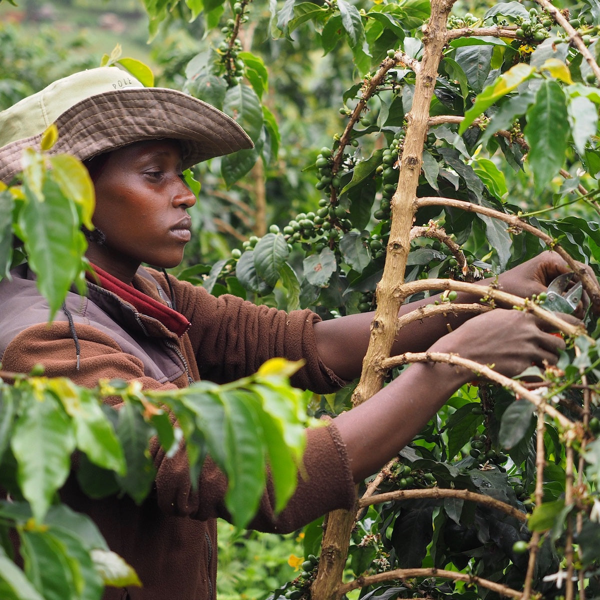 Caligo PROJEKTKAFFEE Barrique Tansania Filterkaffee 100g Bohnen Beere