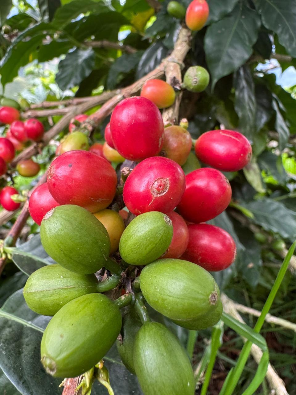 Caligo El Coral La Linda Kolumbien Espresso 250g Bohne