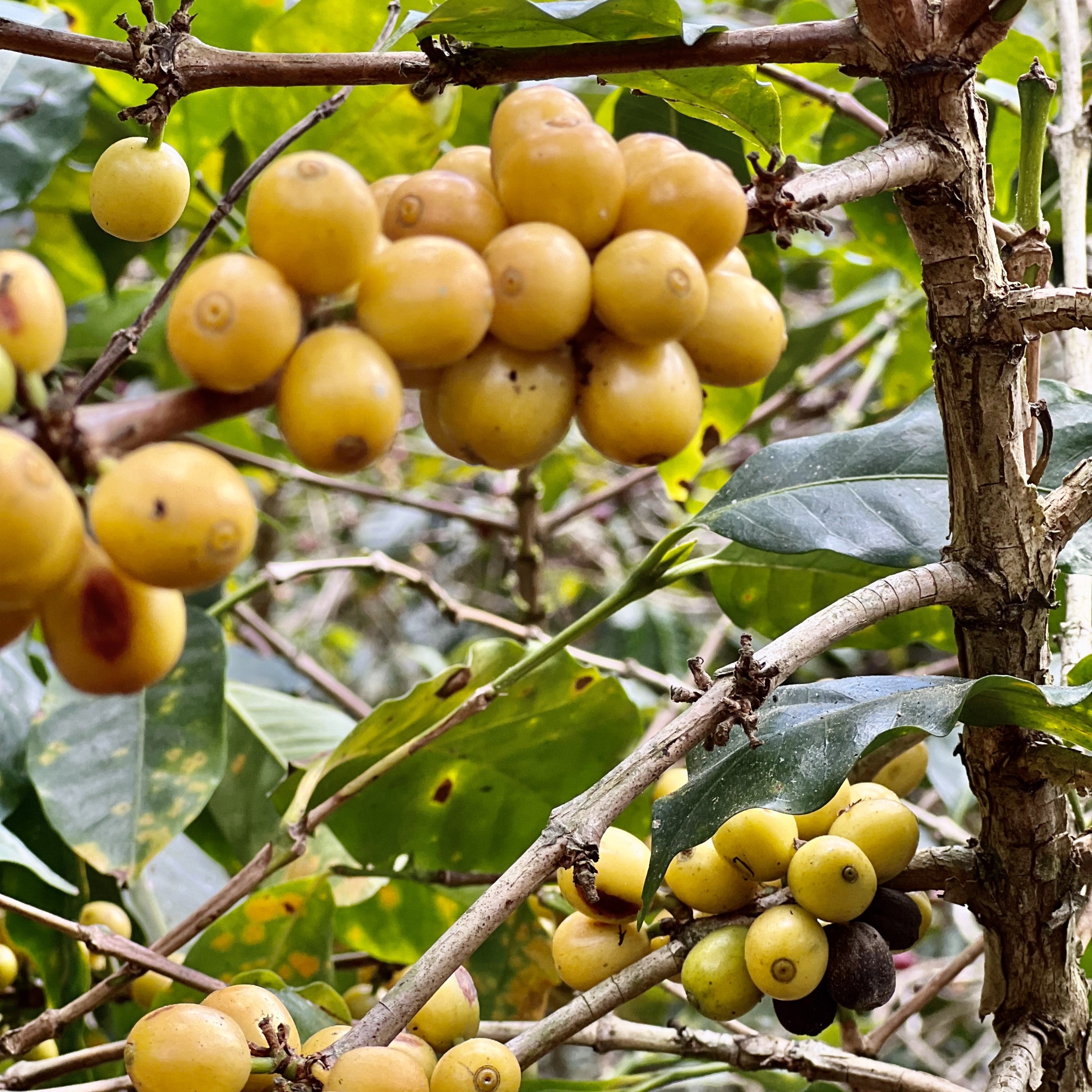 Caligo Projektkaffee Finca Celia Espresso 250g Bohne Honduras