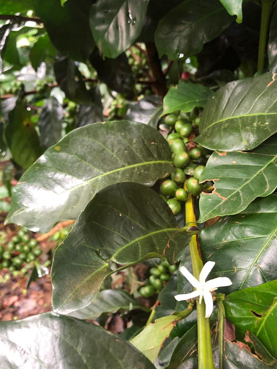 Mondo del Caffè Kaffees Kolumbien Kaffee ganze Bohne 1 kg Finca Yuri
