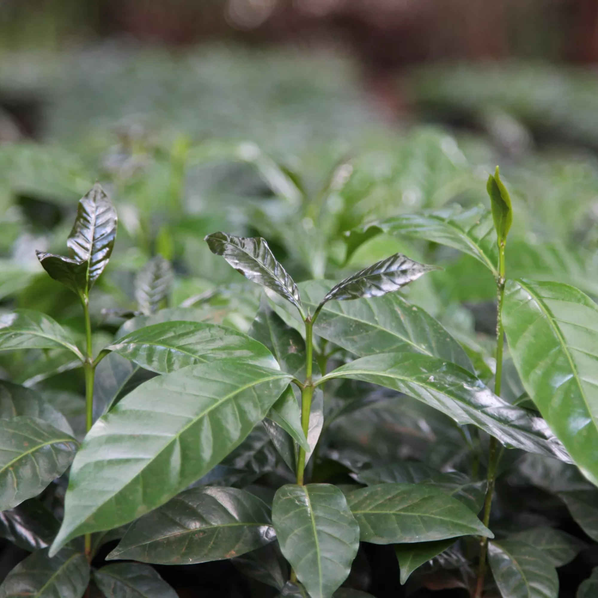 Mondo del Caffè Kenia Oreti Kaffee 200g Alu-Tin