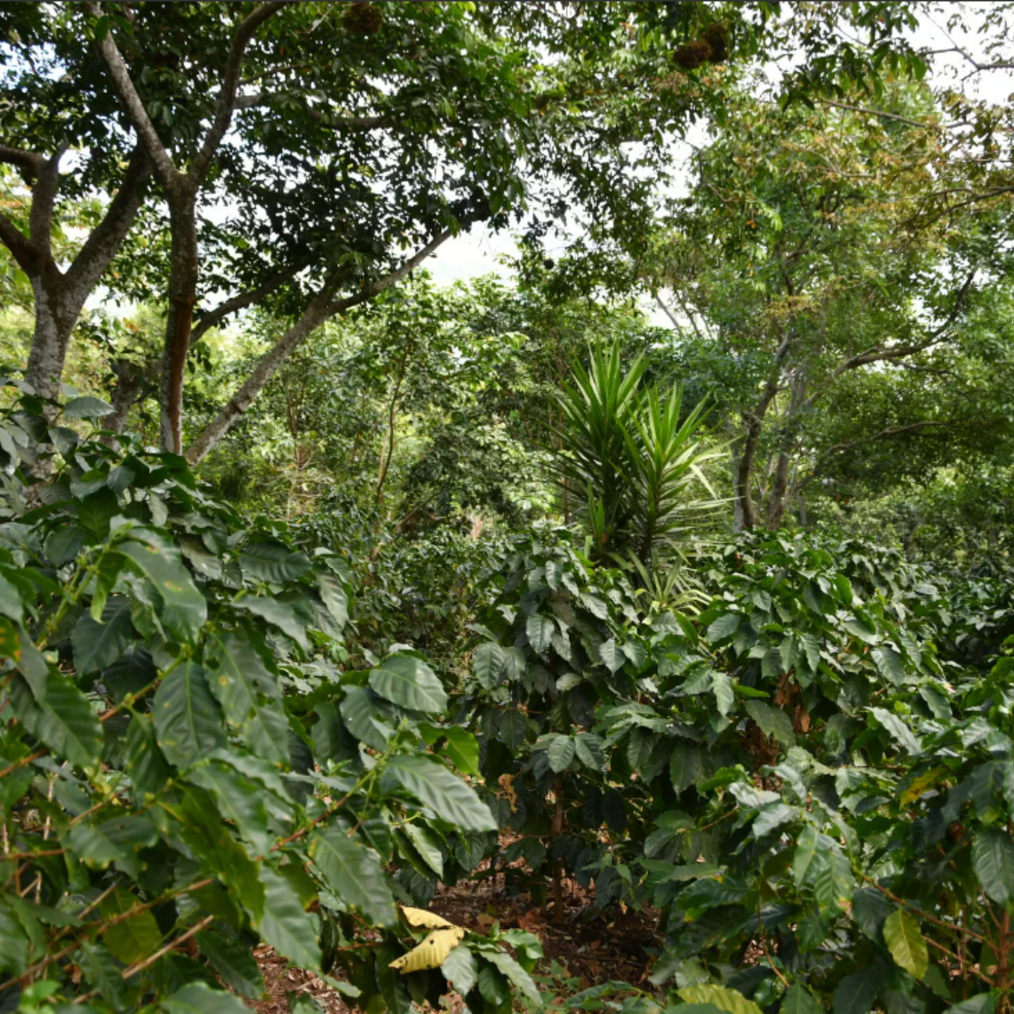 Mondo del Caffè El Salvador Kaffee 1kg ganze Bohne