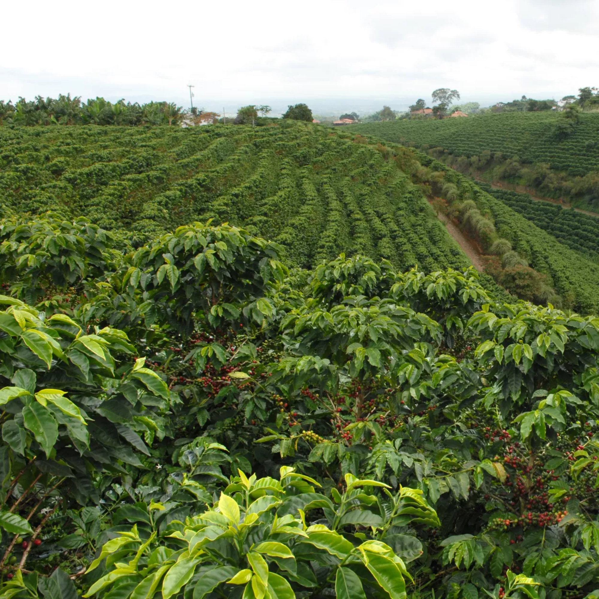 Kolumbien Pink Bourbon Kaffee Buenos Aires 200 g Dose