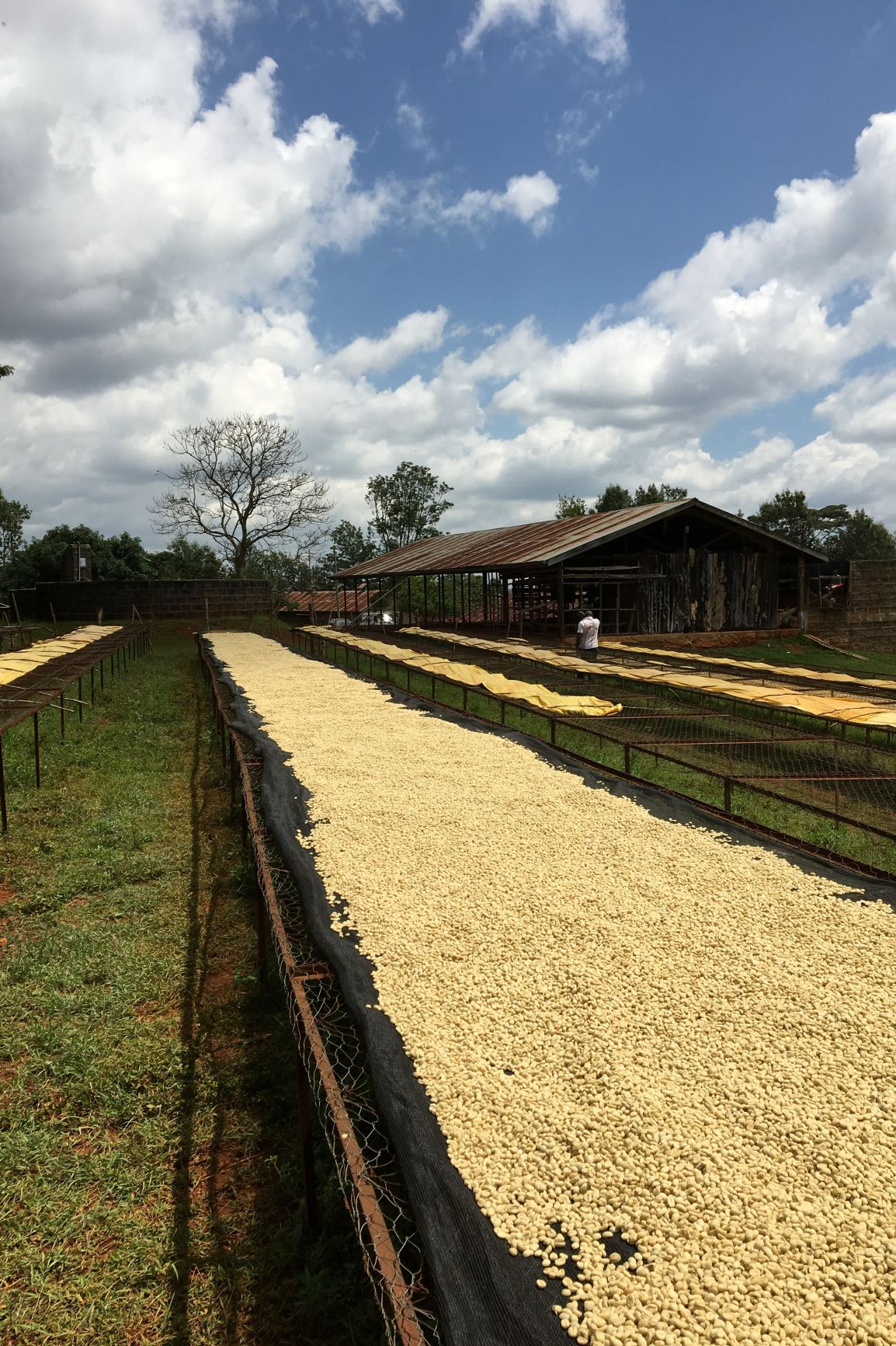 Caligo Nyeri Kenia Filterkaffee 250g Bohne beerig