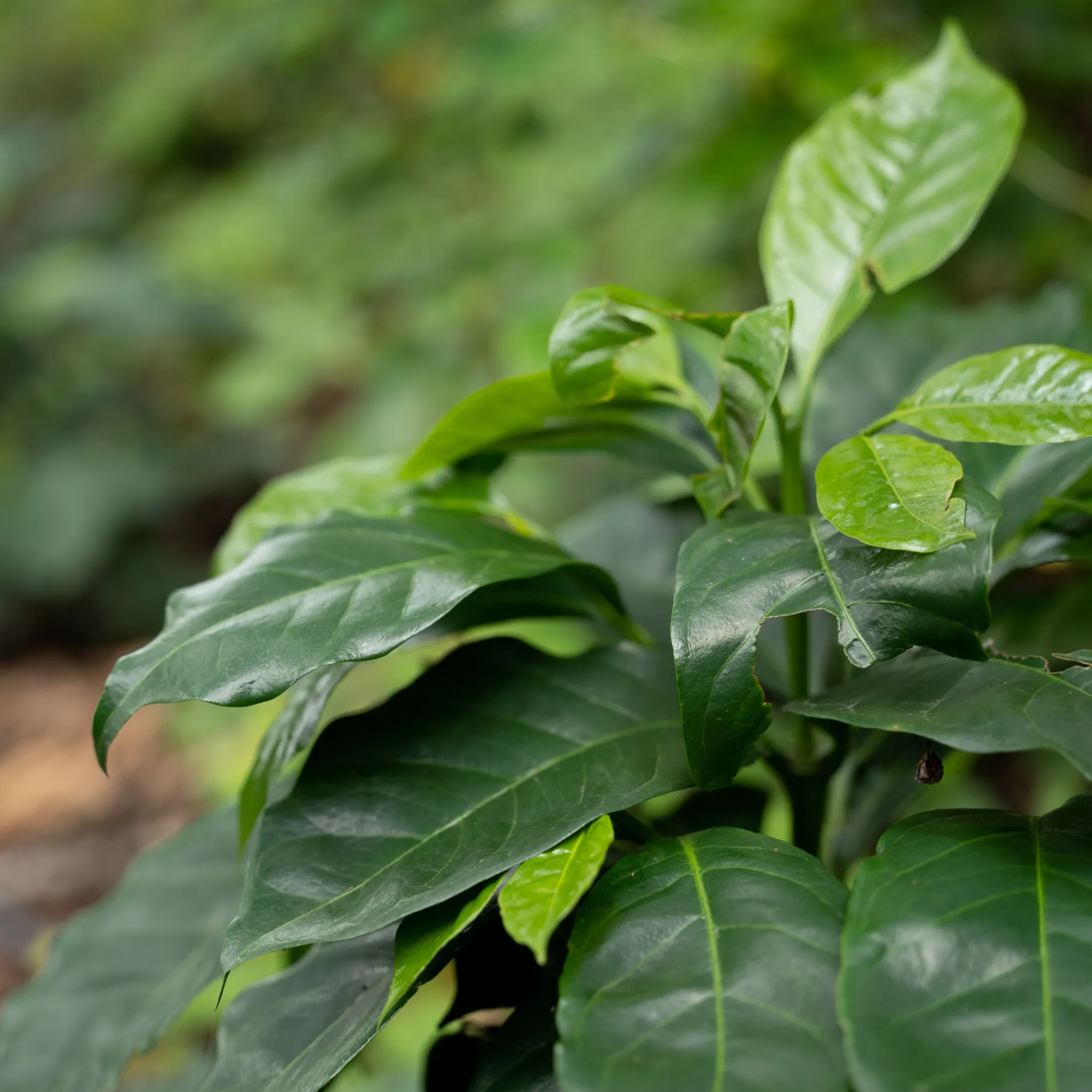 Mondo del Caffè Kaffees Guatemala Finca Gascon Geisha Kaffee limitiert