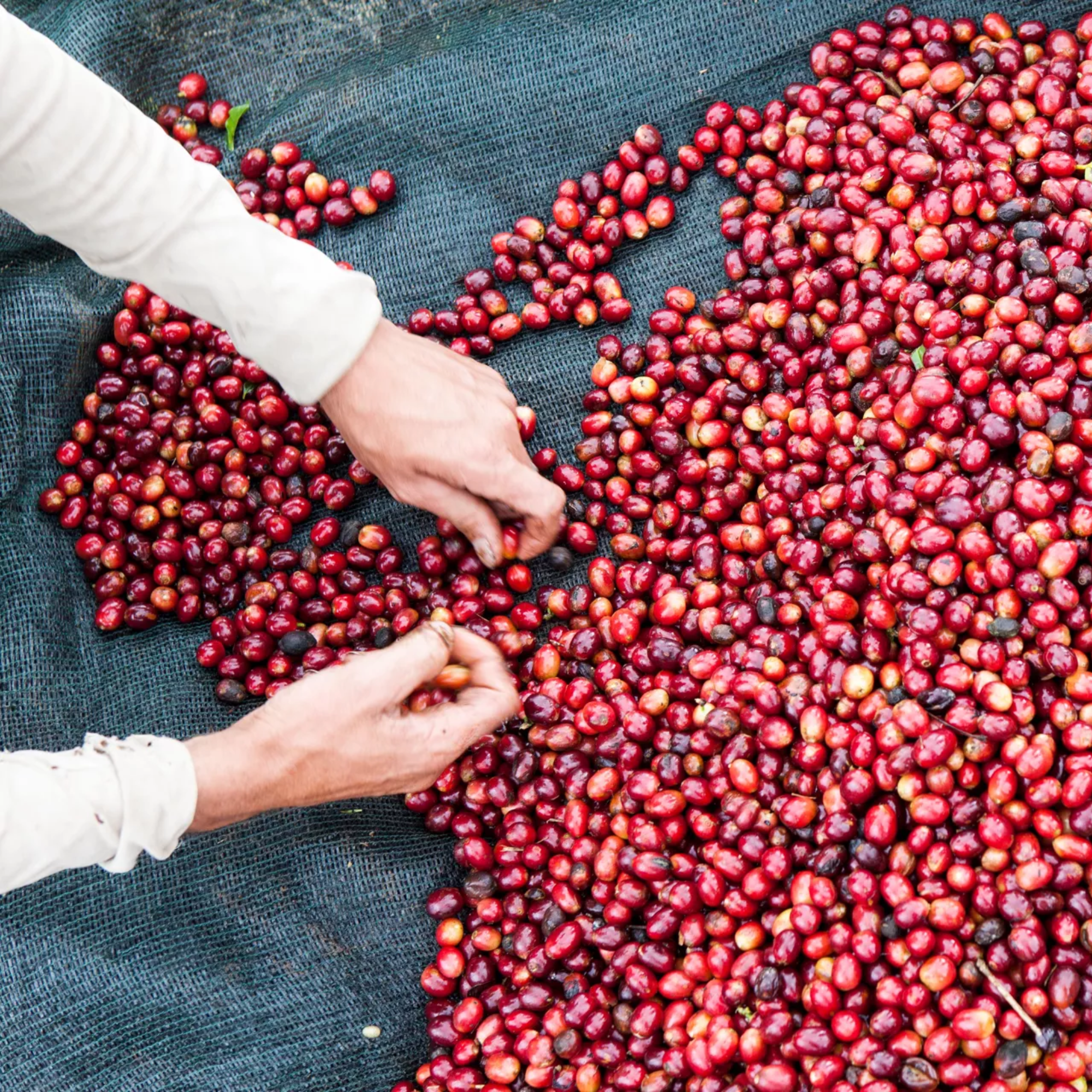 Mondo del Caffè Guatemala Suichitan Geisha Kaffee 200g Dose