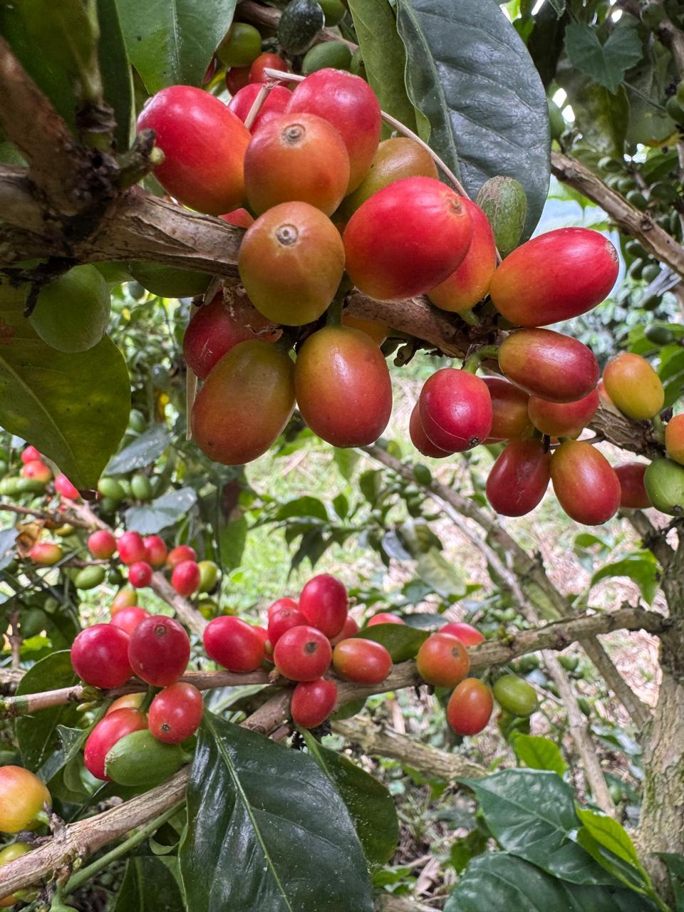 Caligo El Coral La Linda Kolumbien Espresso 250g Bohne