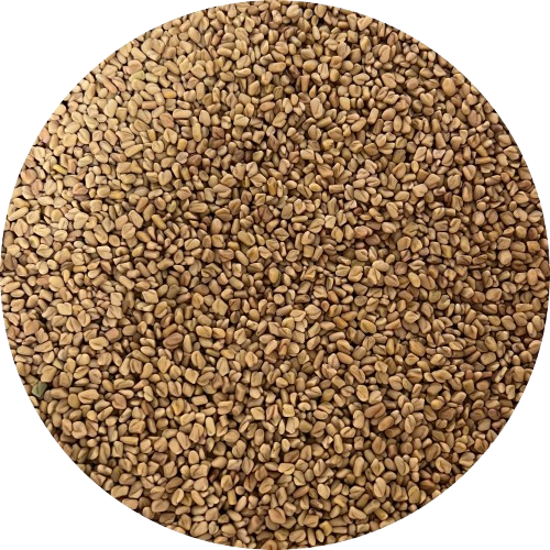 Mondo del Caffè Feinkost Bockshornkleesamen Bio Glasdose Kork