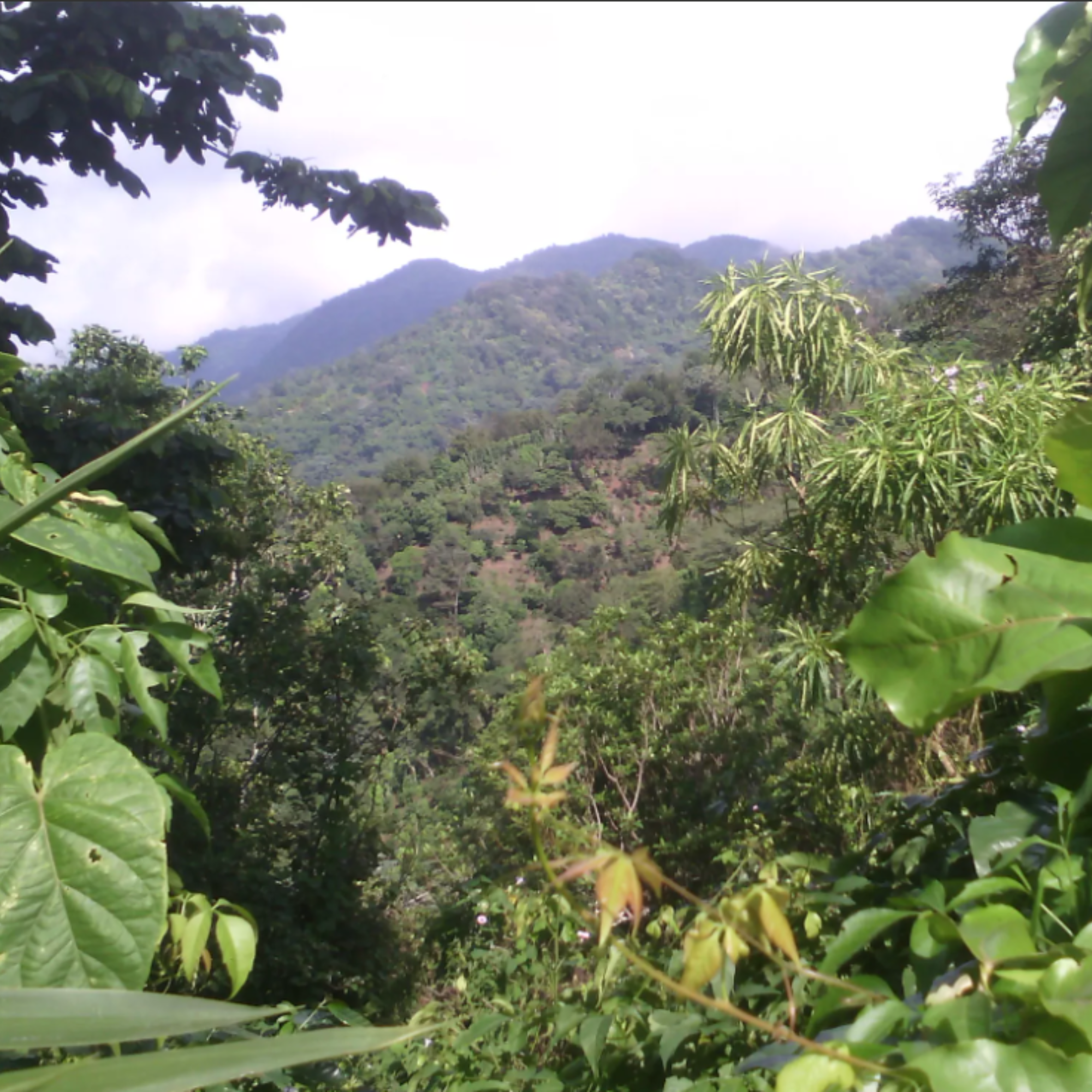 Mondo del Caffè El Salvador Kaffee 1kg ganze Bohne