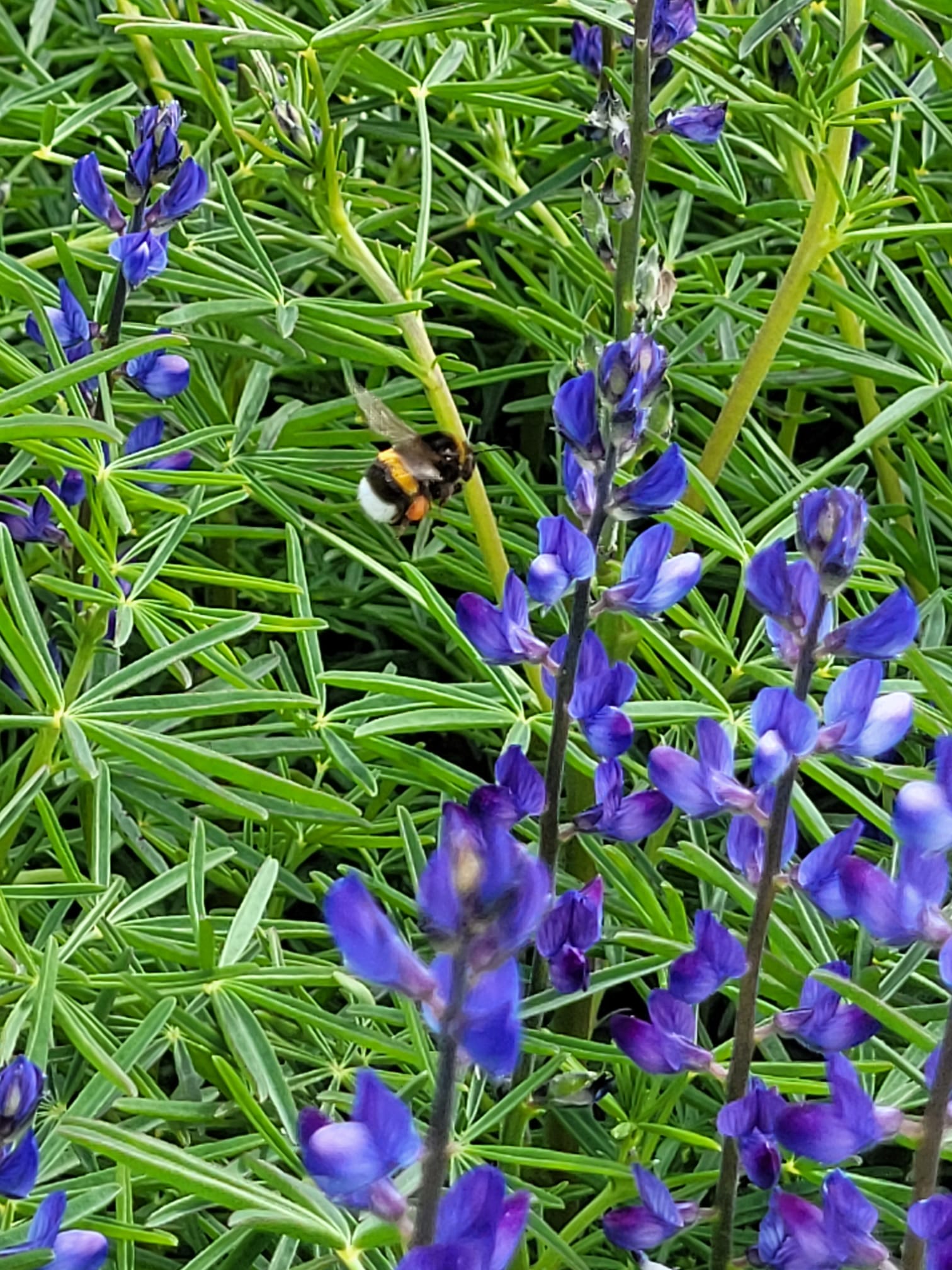 Mondo del Caffè Lupine Kaffeeersatz Eifel-Röstung koffeinfrei