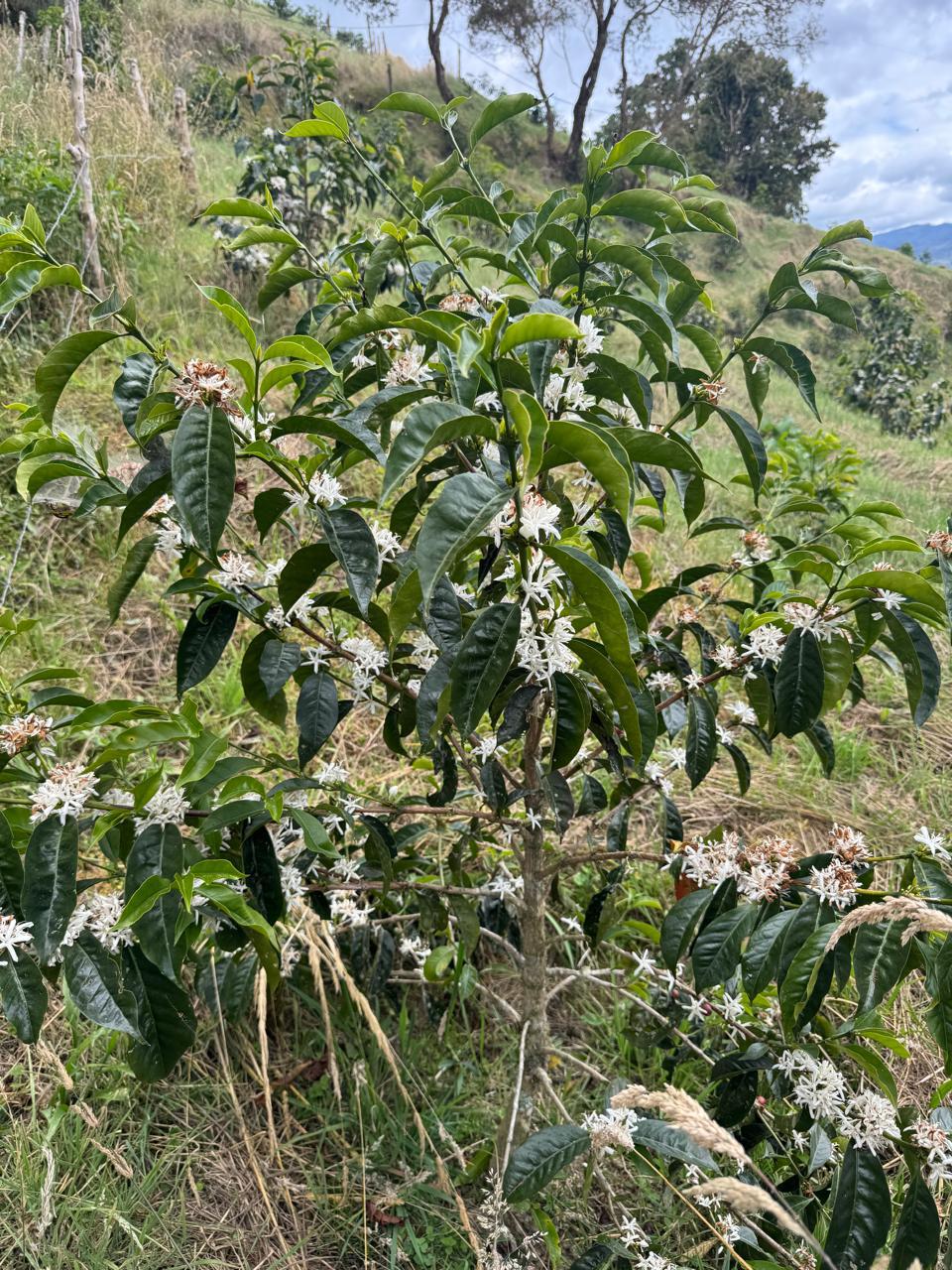 Caligo El Coral La Linda Kolumbien Espresso 250g Bohne