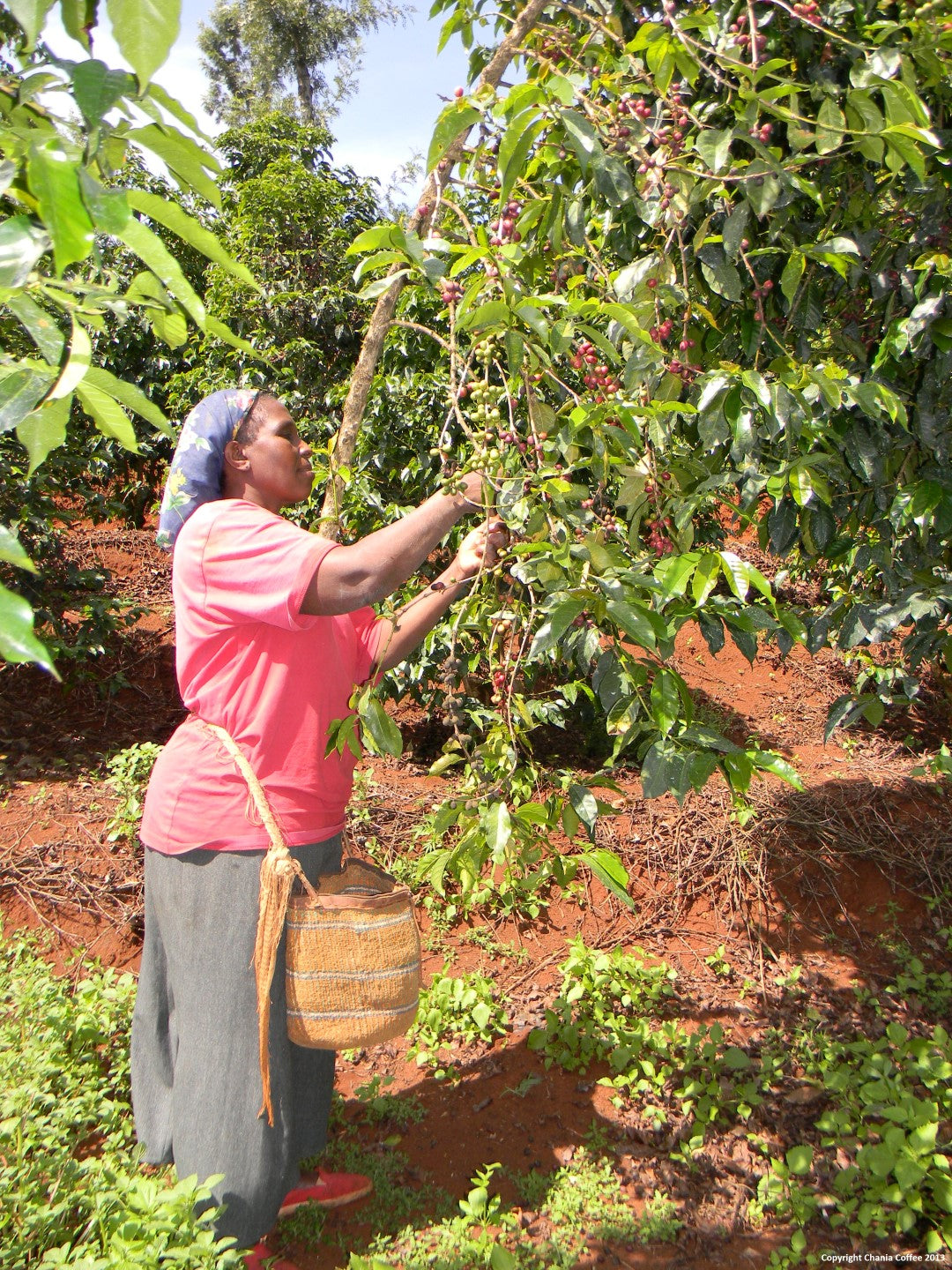 Caligo Nyeri Kenia Filterkaffee 250g Bohne beerig