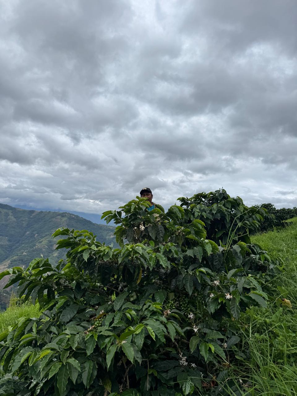 Caligo El Coral La Linda Kolumbien Espresso 250g Bohne