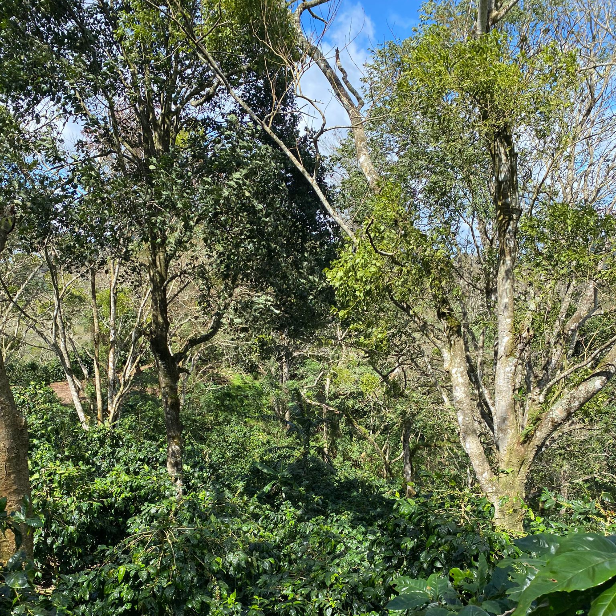 Mondo del Caffè Guatemala Suichitan Geisha Kaffee 200g Dose