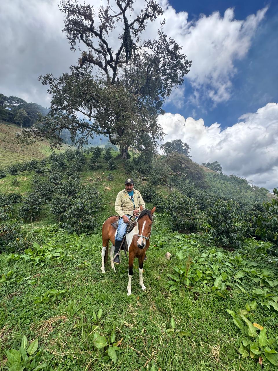 Caligo El Coral La Linda Kolumbien Espresso 250g Bohne